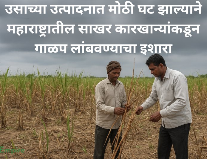 उसाच्या उत्पादनात मोठी घट झाल्याने महाराष्ट्रातील साखर कारखान्यांकडून गाळप लांबवण्याचा इशारा