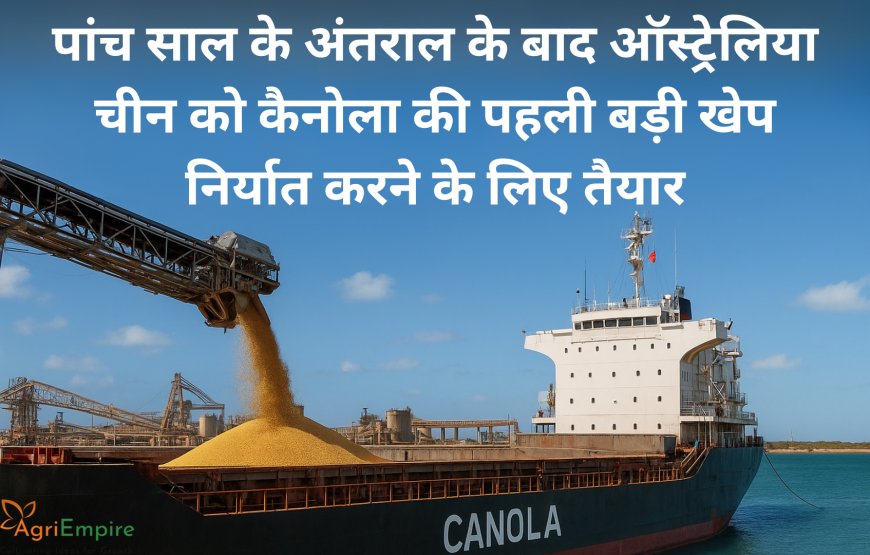 पांच साल के अंतराल के बाद ऑस्ट्रेलिया चीन को कैनोला की पहली बड़ी खेप निर्यात करने के लिए तैयार
