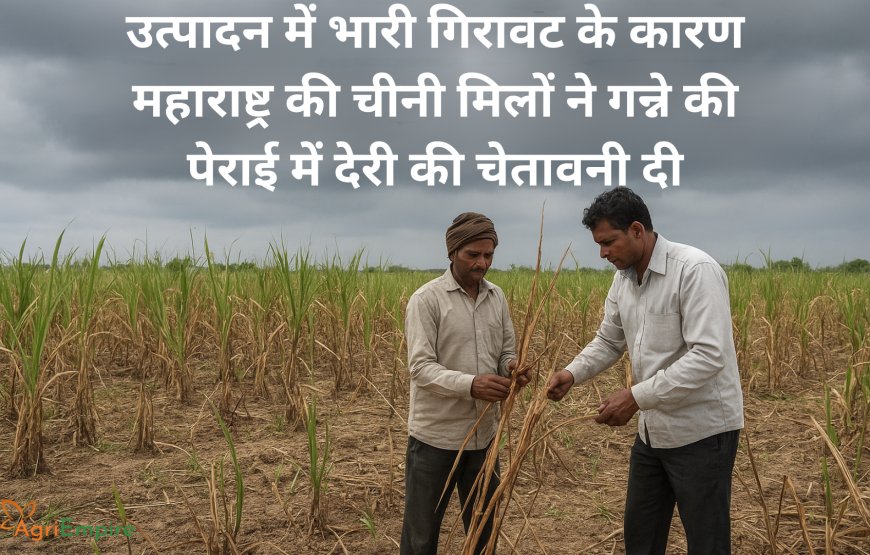 उत्पादन में भारी गिरावट के कारण महाराष्ट्र की चीनी मिलों ने गन्ने की पेराई में देरी की चेतावनी दी