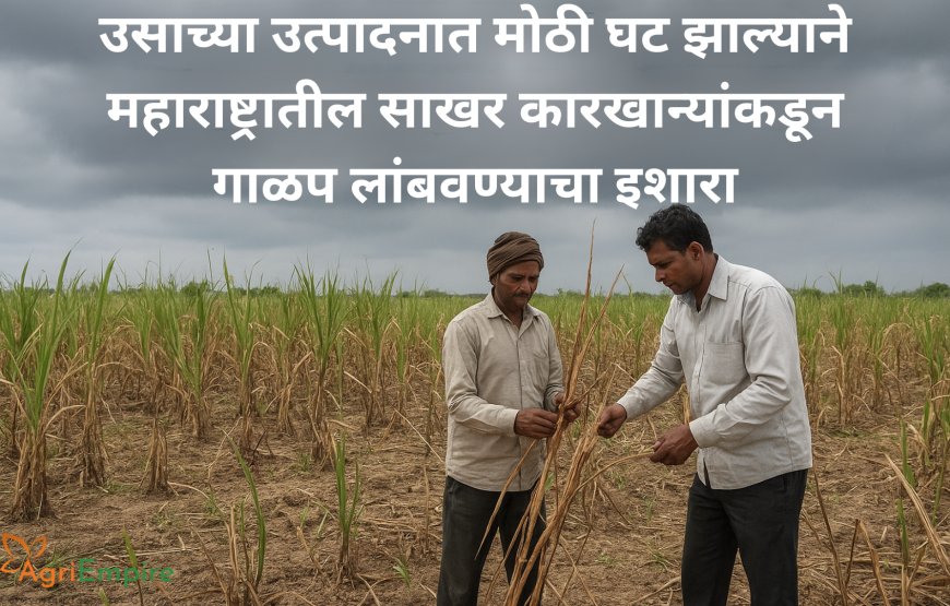 उसाच्या उत्पादनात मोठी घट झाल्याने महाराष्ट्रातील साखर कारखान्यांकडून गाळप लांबवण्याचा इशारा