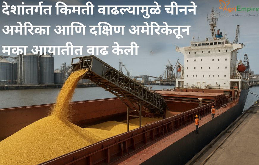 देशांतर्गत किमती वाढल्यामुळे चीनने अमेरिका आणि दक्षिण अमेरिकेतून मका आयातीत वाढ केली