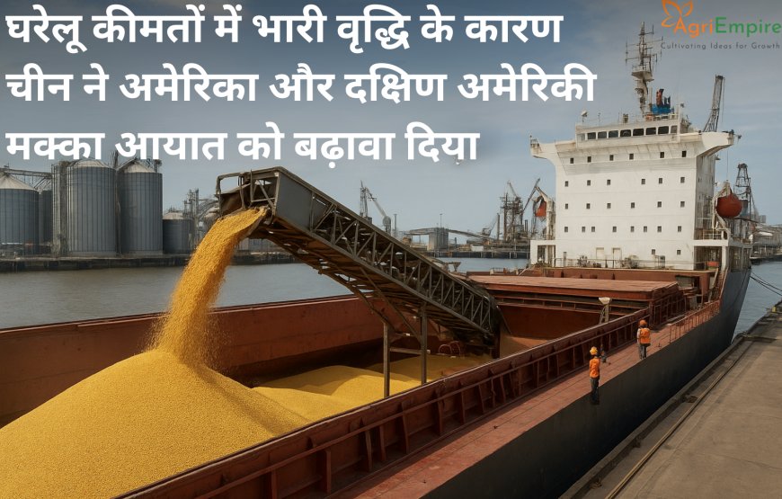घरेलू कीमतों में भारी वृद्धि के कारण चीन ने अमेरिका और दक्षिण अमेरिकी मक्का आयात को बढ़ावा दिया