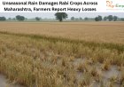 Unseasonal Rain Damages Rabi Crops Across Maharashtra, Farmers Report Heavy Losses