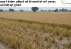महाराष्ट्र में बेमौसम बारिश से रबी की फसलों को भारी नुकसान, किसानों की बढ़ी मुश्किलें