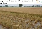 महाराष्ट्रात अवकाळी पावसाचा रब्बी पिकांना तडाखा, शेतकरी मोठ्या संकटात