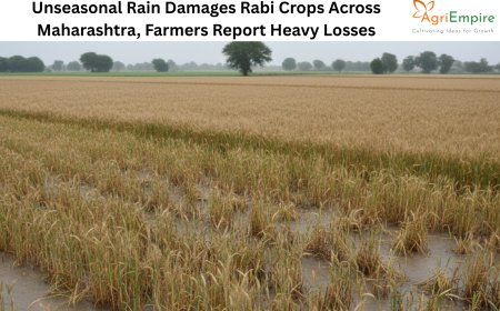 Unseasonal Rain Damages Rabi Crops Across Maharashtra, Farmers Report Heavy Losses