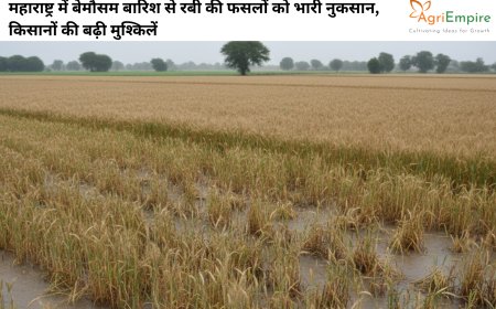 महाराष्ट्र में बेमौसम बारिश से रबी की फसलों को भारी नुकसान, किसानों की बढ़ी मुश्किलें