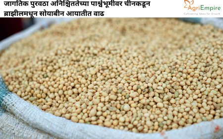 जागतिक पुरवठा अनिश्चिततेच्या पार्श्वभूमीवर चीनकडून ब्राझीलमधून सोयाबीन आयातीत वाढ