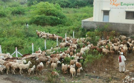 Maharashtra Grants Agriculture Status to Livestock Sector, Boosting Rural Entrepreneurship