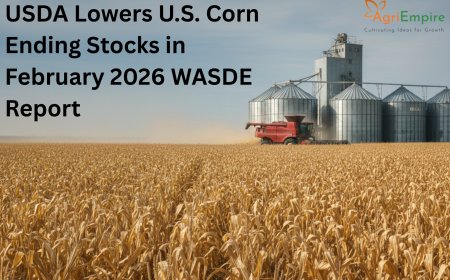 USDA Lowers U.S. Corn Ending Stocks in February 2026 WASDE Report