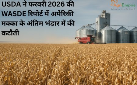 USDA ने फरवरी 2026 की WASDE रिपोर्ट में अमेरिकी मक्का के अंतिम भंडार (Ending Stocks) में की कटौती