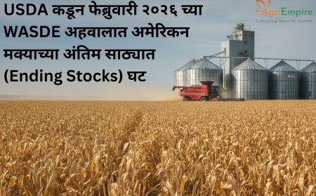 USDA कडून फेब्रुवारी २०२६ च्या WASDE अहवालात अमेरिकन मक्याच्या अंतिम साठ्यात (Ending Stocks) घट