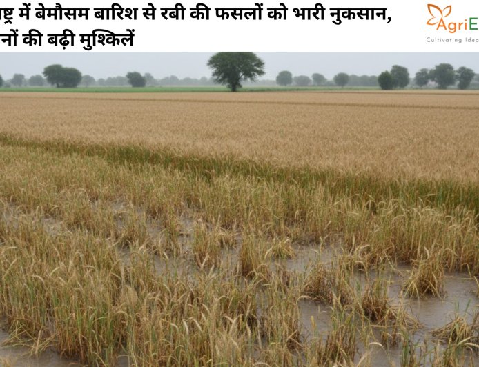 महाराष्ट्र में बेमौसम बारिश से रबी की फसलों को भारी नुकसान, किसानों की बढ़ी मुश्किलें