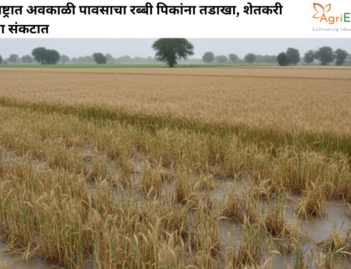 महाराष्ट्रात अवकाळी पावसाचा रब्बी पिकांना तडाखा, शेतकरी मोठ्या संकटात