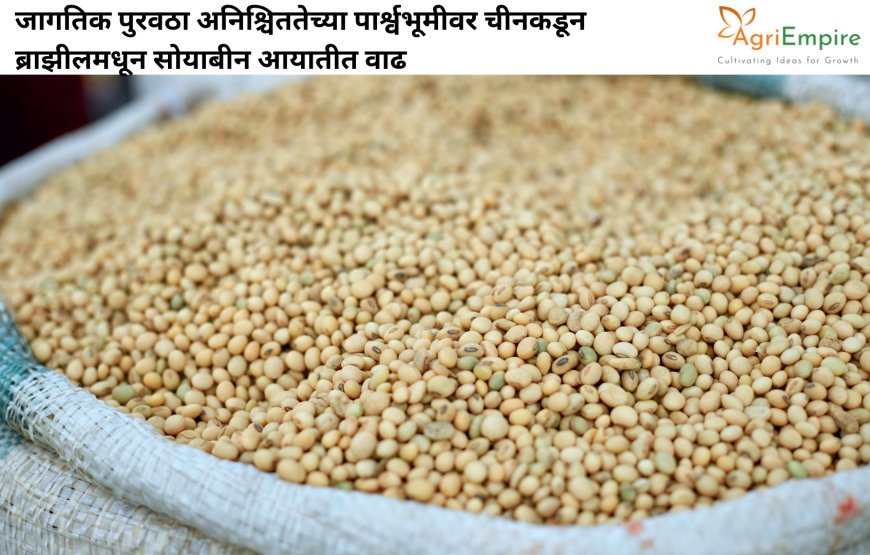 जागतिक पुरवठा अनिश्चिततेच्या पार्श्वभूमीवर चीनकडून ब्राझीलमधून सोयाबीन आयातीत वाढ