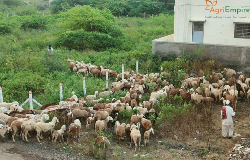 Maharashtra Grants Agriculture Status to Livestock Sector, Boosting Rural Entrepreneurship