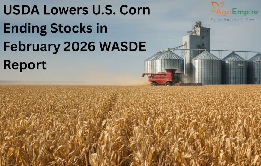 USDA Lowers U.S. Corn Ending Stocks in February 2026 WASDE Report