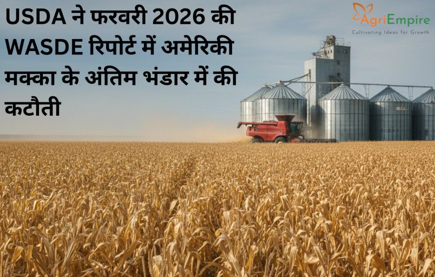 USDA ने फरवरी 2026 की WASDE रिपोर्ट में अमेरिकी मक्का के अंतिम भंडार (Ending Stocks) में की कटौती