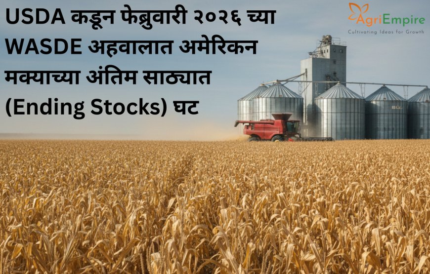 USDA कडून फेब्रुवारी २०२६ च्या WASDE अहवालात अमेरिकन मक्याच्या अंतिम साठ्यात (Ending Stocks) घट