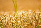 Global Grain Volatility: Wheat Futures Slump Amid Record Southern Shipments and US Protectionist Tariffs
