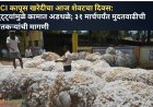CCI कापूस खरेदीचा आज शेवटचा दिवस: सुट्ट्यांमुळे कामात अडथळे; ३१ मार्चपर्यंत मुदतवाढीची शेतकऱ्यांची मागणी