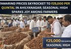 Tamarind Prices Skyrocket to ₹25,000 per Quintal in Ahilyanagar; Seasonal High Sparks Joy Among Farmers