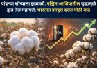 पांढऱ्या सोन्याला झळाळी: पश्चिम आशियातील युद्धामुळे क्रुड तेल महागले; भारतात कापूस दरात मोठी वाढ