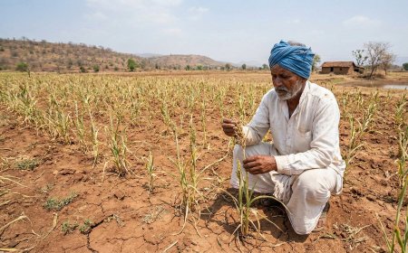 Massive Yield Loss in Pune: Farmers Demand Compensation Amid 'Parbhani Shakti' Jowar Seed Failure