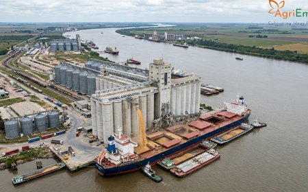 Global Grain Realignment: Wheat Prices Drop Below $5.70 Amid Record Southern Harvests and New U.S. Trade Tariffs