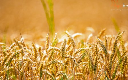 Global Grain Volatility: Wheat Futures Slump Amid Record Southern Shipments and US Protectionist Tariffs