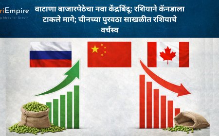 वाटाणा बाजारपेठेचा नवा केंद्रबिंदू: रशियाने कॅनडाला टाकले मागे; चीनच्या पुरवठा साखळीत रशियाचे वर्चस्व