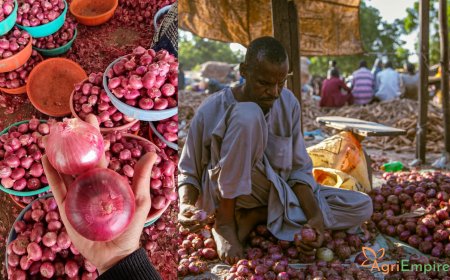 Ray of Hope for Maharashtra: Mauritius to Buy 1 Lakh Metric Tonnes of Onion Amid Crashing Local Prices