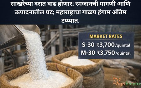 साखरेच्या दरात वाढ होणार: रमजानची मागणी आणि उत्पादनातील घट; महाराष्ट्राचा गाळप हंगाम अंतिम टप्प्यात.