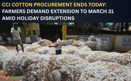 CCI Cotton Procurement Ends Today: Farmers Demand Extension to March 31 Amid Holiday Disruptions
