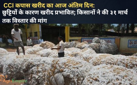 CCI कपास खरीद का आज अंतिम दिन: छुट्टियों के कारण खरीद प्रभावित; किसानों ने की ३१ मार्च तक विस्तार की मांग