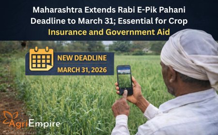 Maharashtra Extends Rabi E-Pik Pahani Deadline to March 31; Essential for Crop Insurance and Government Aid