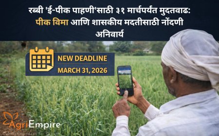 रब्बी 'ई-पीक पाहणी'साठी ३१ मार्चपर्यंत मुदतवाढ: पीक विमा आणि शासकीय मदतीसाठी नोंदणी अनिवार्य