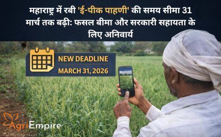 महाराष्ट्र में रबी 'ई-पीक पाहणी' की समय सीमा 31 मार्च तक बढ़ी: फसल बीमा और सरकारी सहायता के लिए अनिवार्य