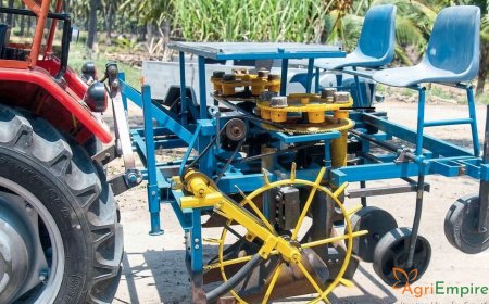 Revolutionizing Sugarcane Farming: Tractor-Powered 'Bud-Chip' Transplanter Cuts Seed Costs by 90%