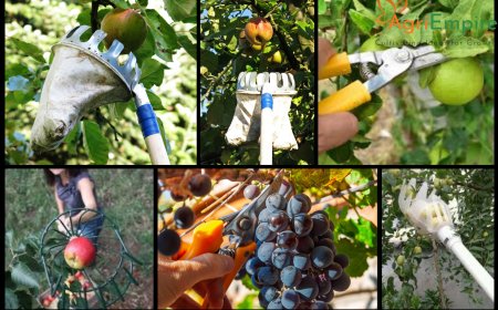 Modernize Your Harvest: A Technical Guide to Fruit Harvesting Tools for Efficiency and Quality