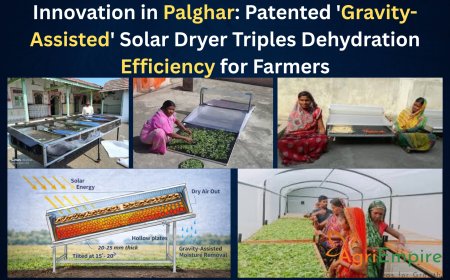 Innovation in Palghar: Patented 'Gravity-Assisted' Solar Dryer Triples Dehydration Efficiency for Farmers
