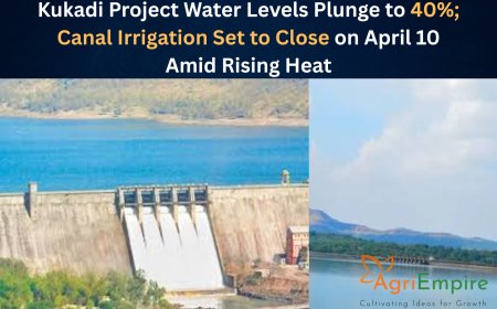 Kukadi Project Water Levels Plunge to 40%; Canal Irrigation Set to Close on April 10 Amid Rising Heat