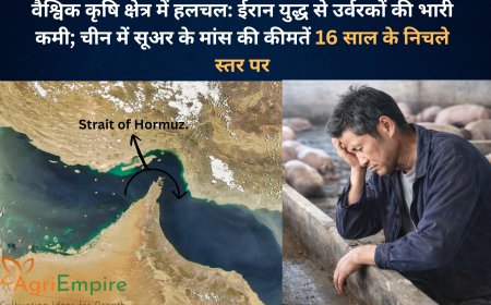 वैश्विक कृषि क्षेत्र में हलचल: ईरान युद्ध से उर्वरकों की भारी कमी; चीन में सूअर के मांस की कीमतें 16 साल के निचले स्तर पर