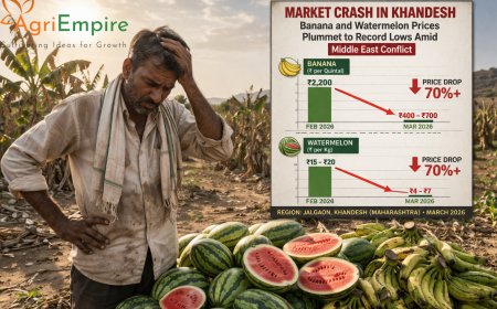 Market Crash in Khandesh: Banana and Watermelon Prices Plummet to Record Lows Amid Middle East Conflict