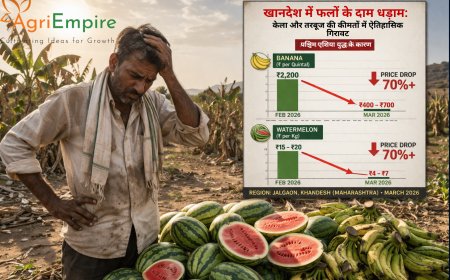खानदेश में फलों के दाम धड़ाम: पश्चिम एशिया युद्ध के बीच केला और तरबूज की कीमतों में ऐतिहासिक गिरावट