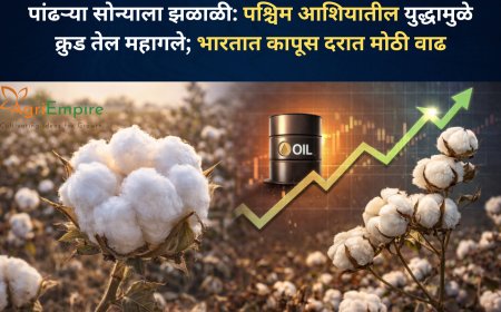 पांढऱ्या सोन्याला झळाळी: पश्चिम आशियातील युद्धामुळे क्रुड तेल महागले; भारतात कापूस दरात मोठी वाढ
