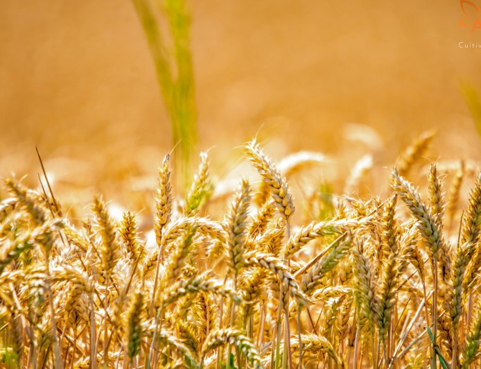 वैश्विक अनाज बाजार: अर्जेंटीना की रिकॉर्ड आपूर्ति और अमेरिकी शुल्कों के बीच गेहूं की कीमतों में गिरावट