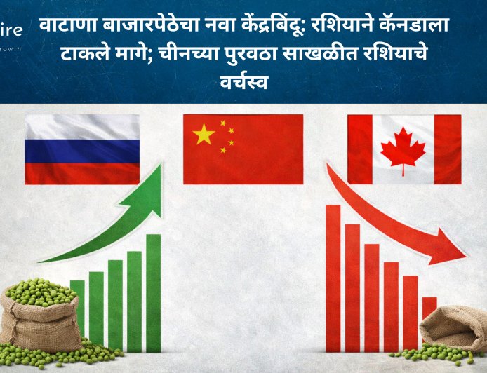 वाटाणा बाजारपेठेचा नवा केंद्रबिंदू: रशियाने कॅनडाला टाकले मागे; चीनच्या पुरवठा साखळीत रशियाचे वर्चस्व