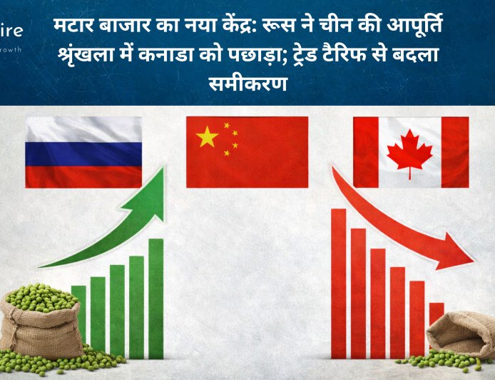 मटार बाजार का नया केंद्र: रूस ने चीन की आपूर्ति श्रृंखला में कनाडा को पछाड़ा; ट्रेड टैरिफ से बदला समीकरण