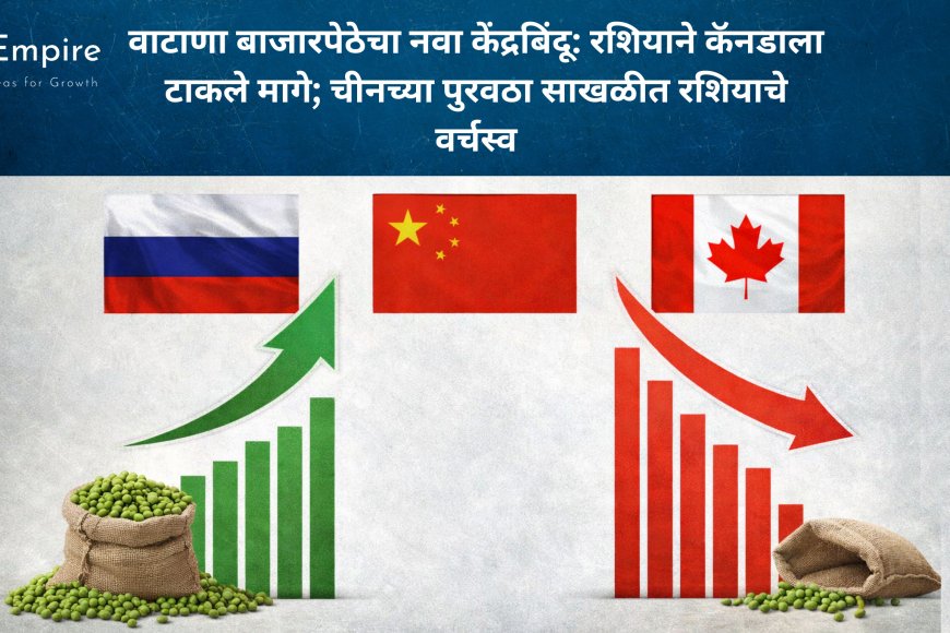वाटाणा बाजारपेठेचा नवा केंद्रबिंदू: रशियाने कॅनडाला टाकले मागे; चीनच्या पुरवठा साखळीत रशियाचे वर्चस्व